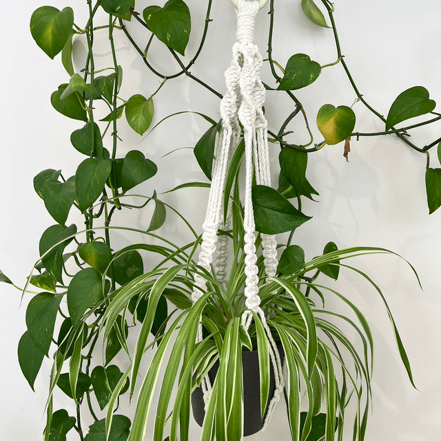 Long Plant Hanger